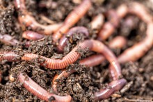 How Do Earthworms Dig?